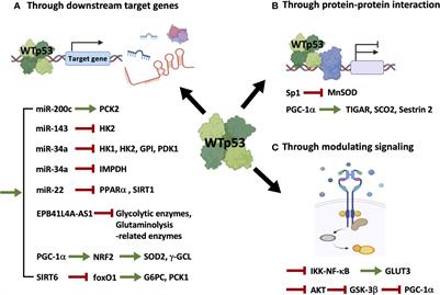 Frontiers | P53-Mediated Indirect Regulation On Cellular Metabolism ...